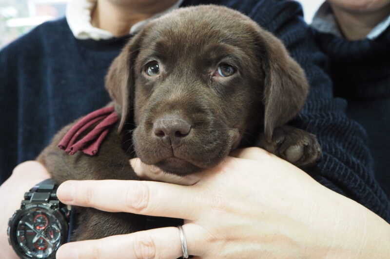 お客様より】真ちゃん１歳になりました☆ | G&Dラブラドール専門犬舎｜千葉県香取市